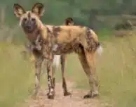 A picture of an African wild dog