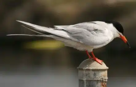 A picture of a bird on a post