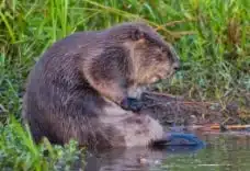 A picture of a beaver in a pond