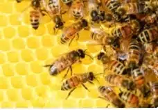 A picture of bees on a honeycomb