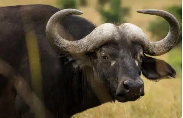 A picture of a buffalo