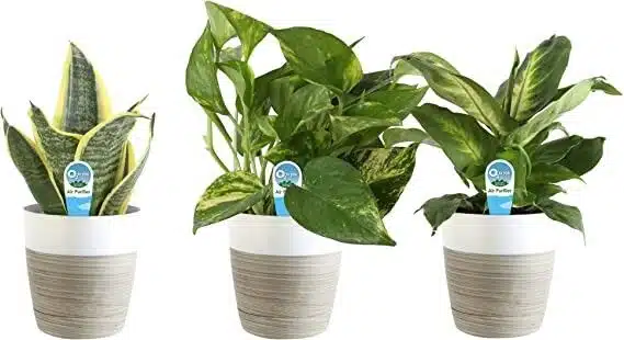 A picture of three house plants