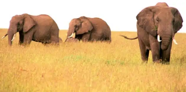 A picture of three elephants in a field