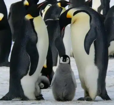 A group of penguins around a baby penguin